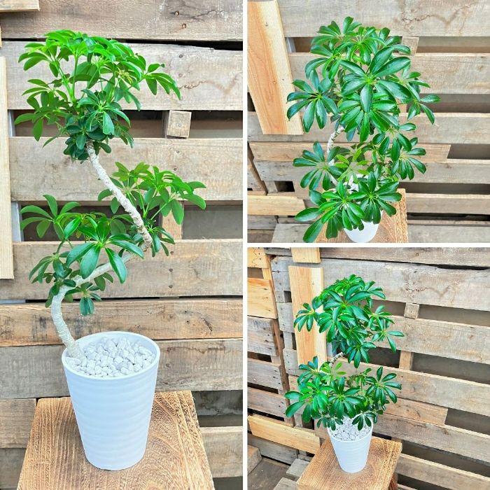 観葉植物現品販売