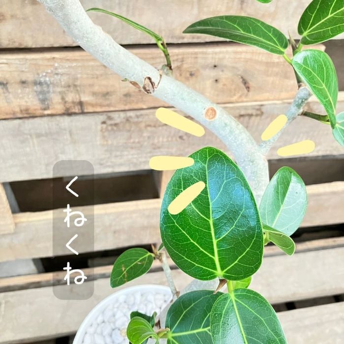 観葉植物現品販売