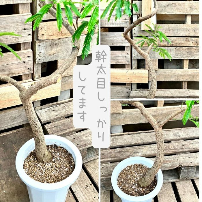 観葉植物現品販売