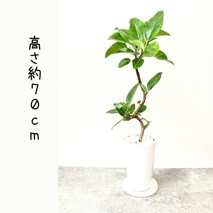 観葉植物現品販売
