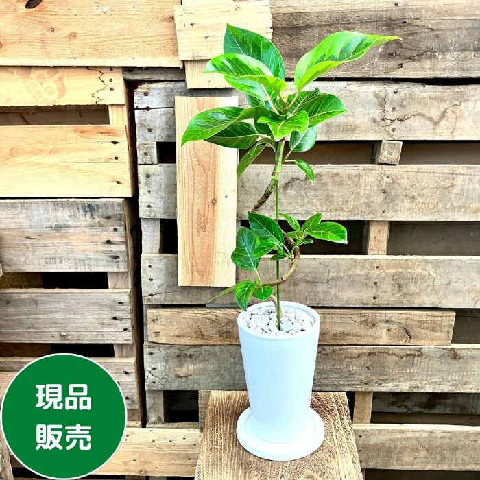 観葉植物現品販売