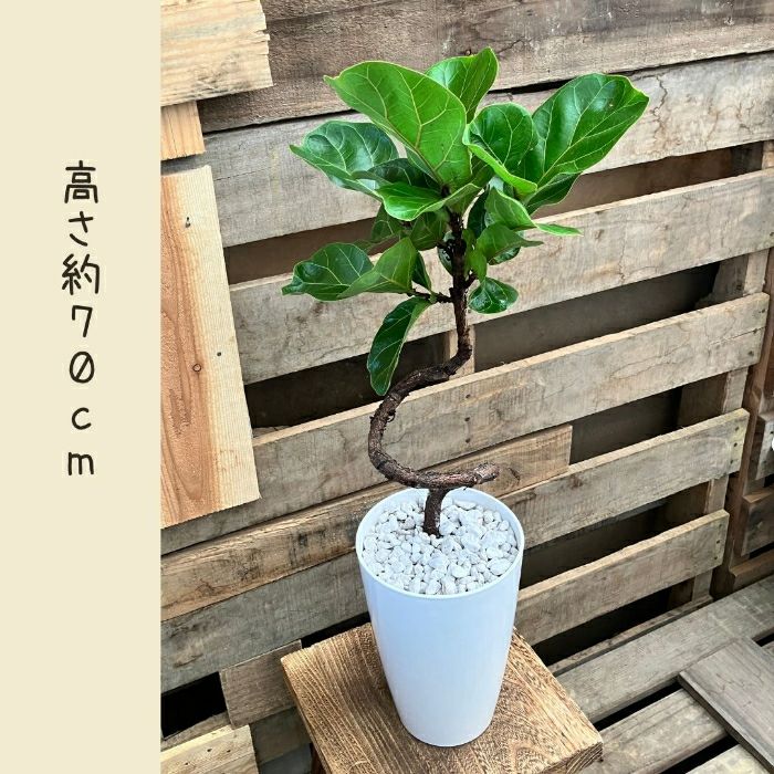 観葉植物現品販売