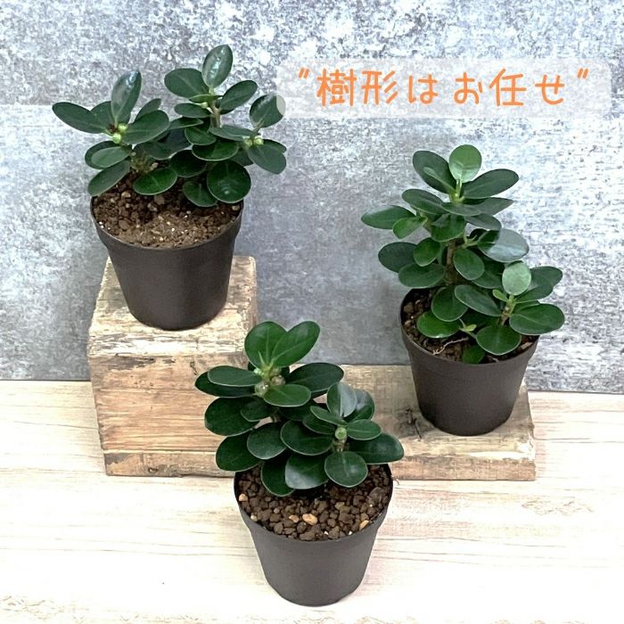観葉植物現品販売