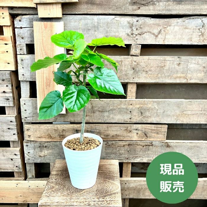 観葉植物現品販売