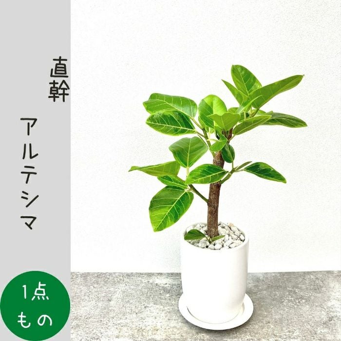 観葉植物現品販売