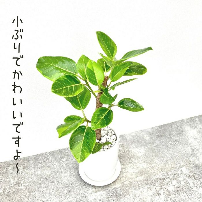 観葉植物現品販売