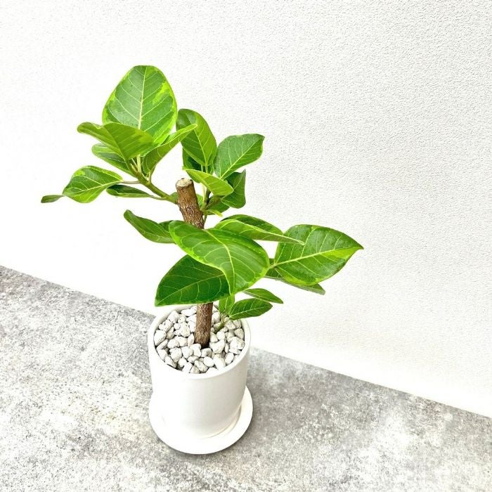 観葉植物現品販売