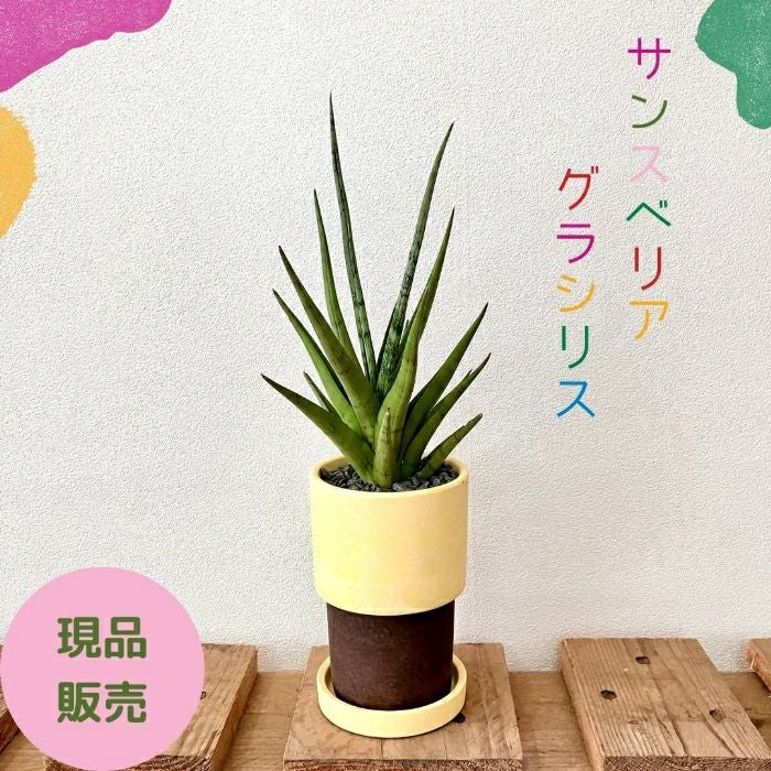 観葉植物現品販売