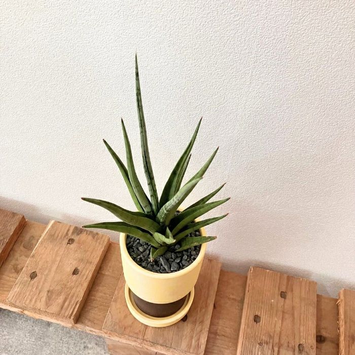 観葉植物現品販売