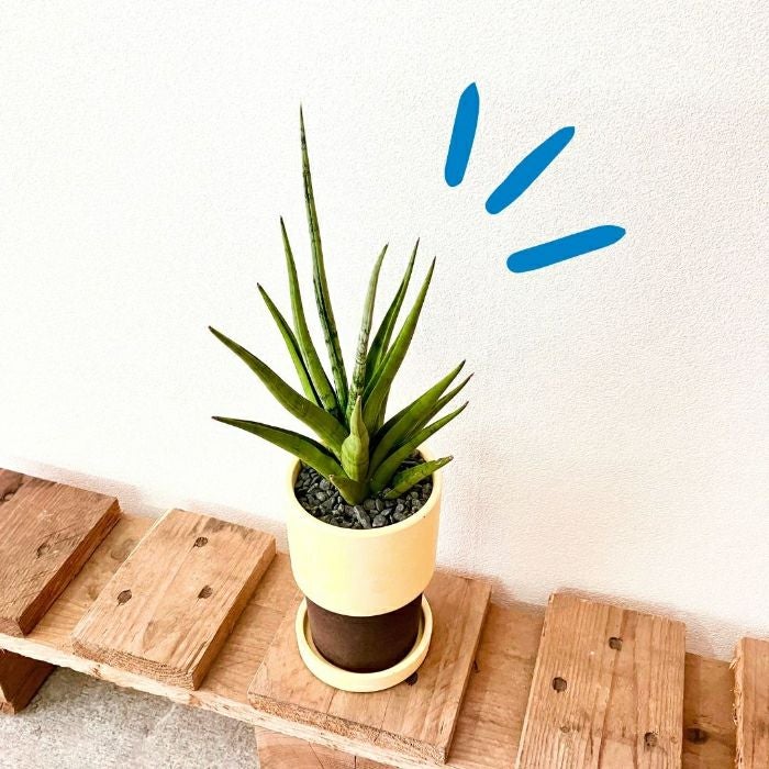 観葉植物現品販売