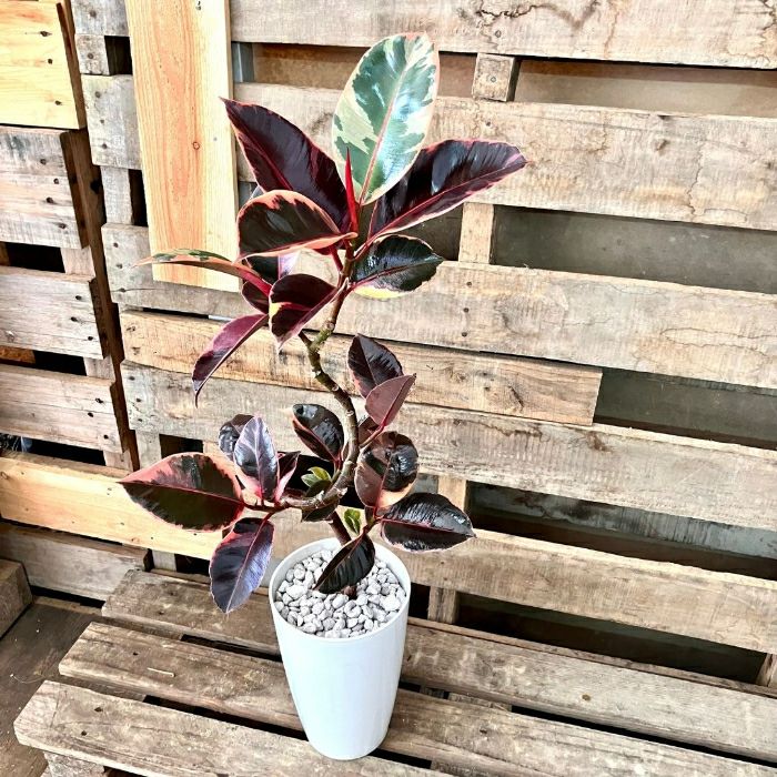 観葉植物現品販売