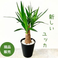 観葉植物現品販売