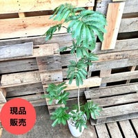 観葉植物現品販売