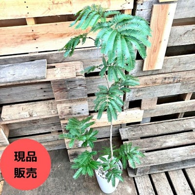 観葉植物現品販売