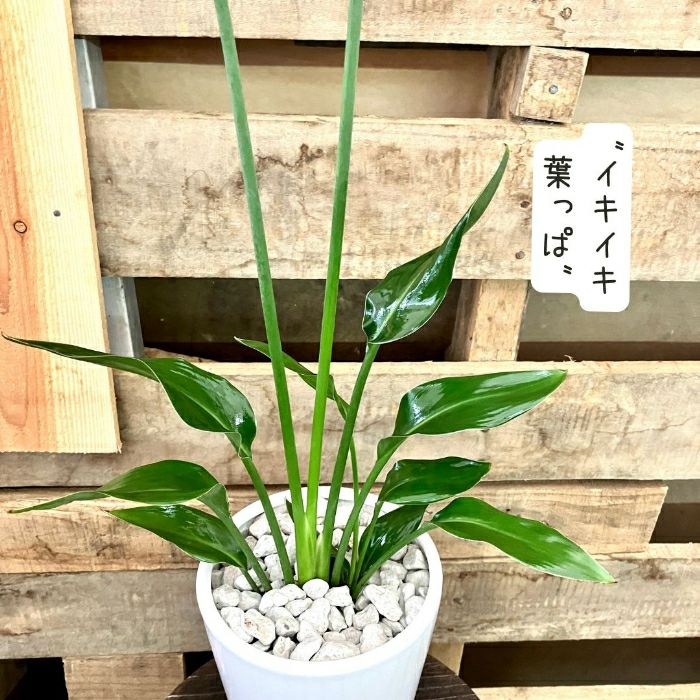 観葉植物現品販売