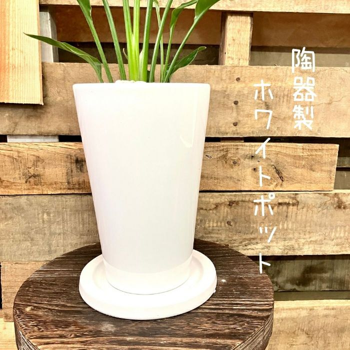 観葉植物現品販売
