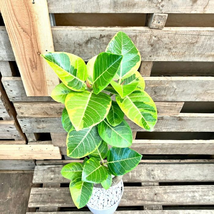 観葉植物現品販売