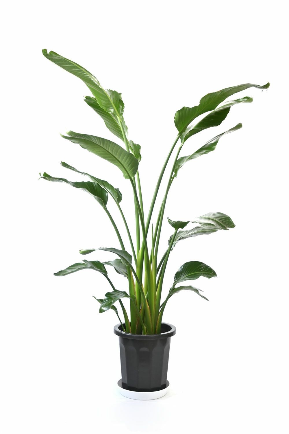 ストレリチア(ストレチア)・オーガスタ 10号鉢 観葉植物 本物