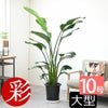 ストレリチア(ストレチア)・オーガスタ 10号鉢 観葉植物