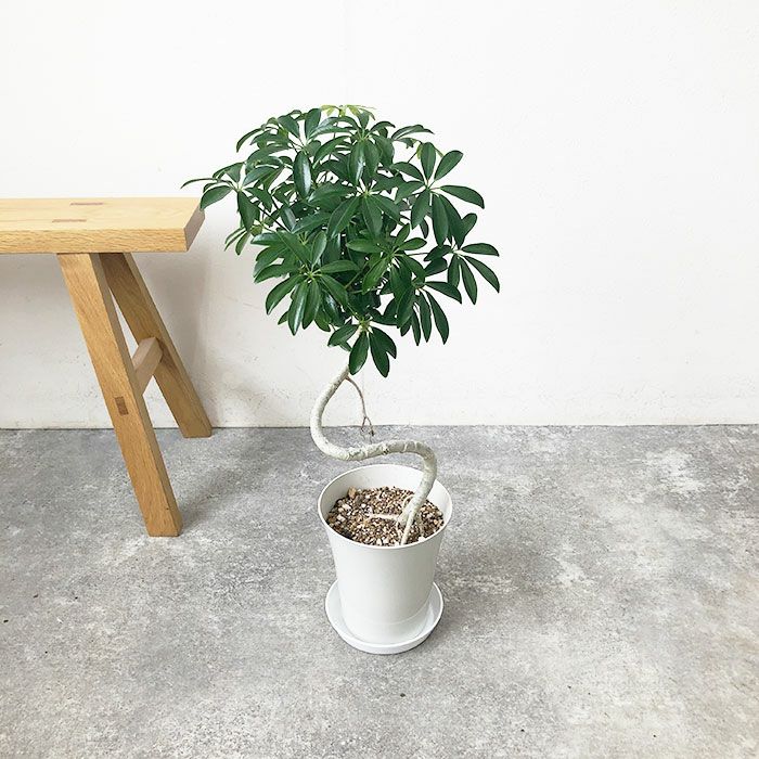 観葉植物 本物 数量限定 シェフレラ・コンパクタ 6号鉢