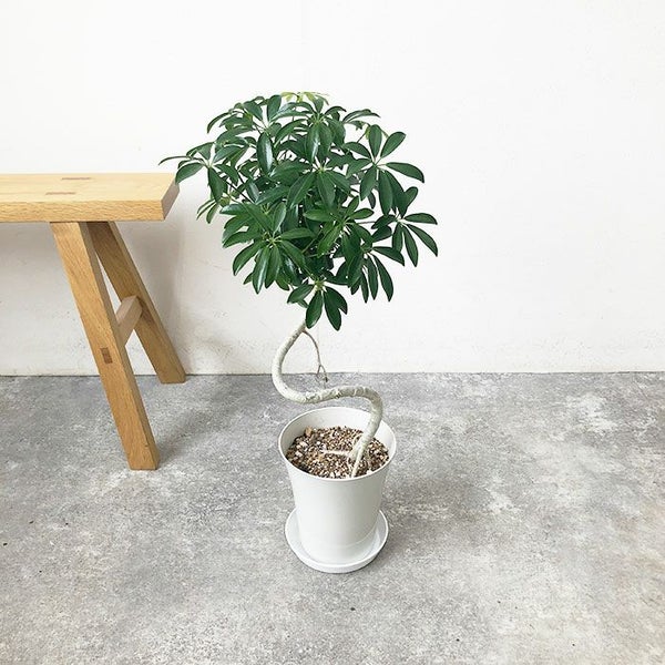 観葉植物 本物 数量限定 シェフレラ・コンパクタ 6号鉢