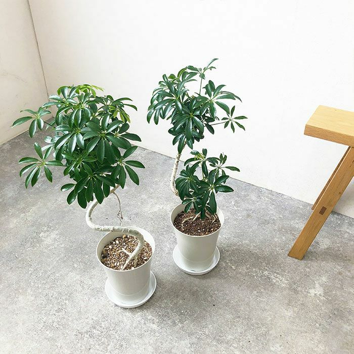 観葉植物 数量限定 シェフレラ・コンパクタ 6号鉢