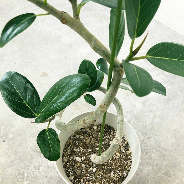 観葉植物 数量限定 ベンガルボダイジュ 6号鉢