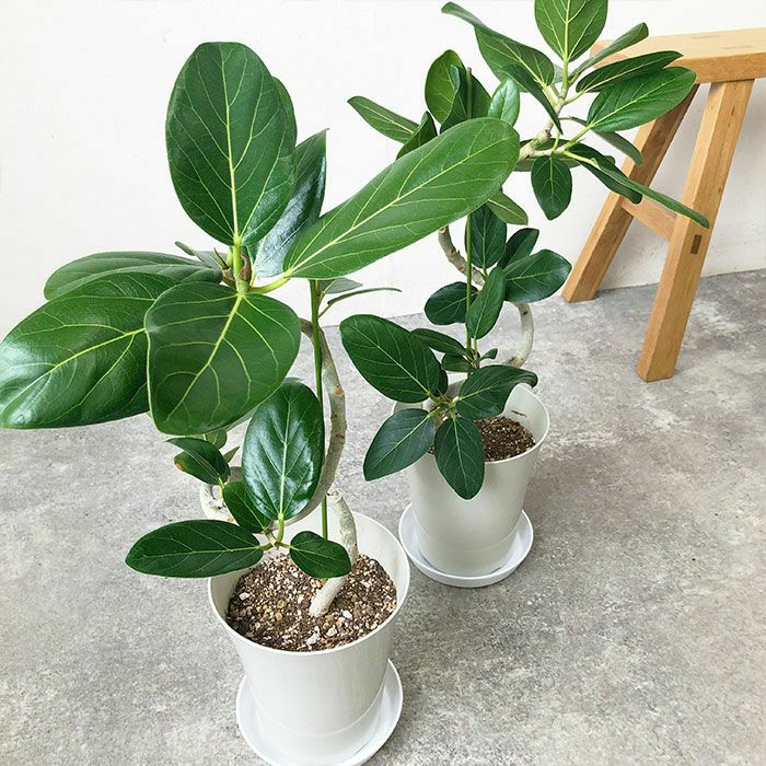 観葉植物 数量限定 ベンガルボダイジュ 6号鉢