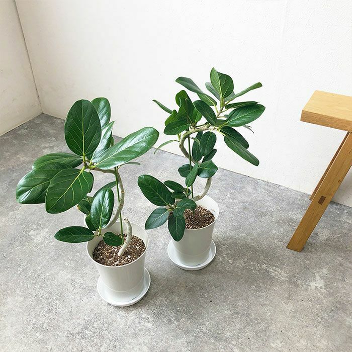 観葉植物 数量限定 ベンガルボダイジュ 6号鉢