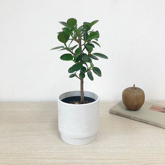 観葉植物 本物 数量限定 パンダガジュマル マットポットホワイト