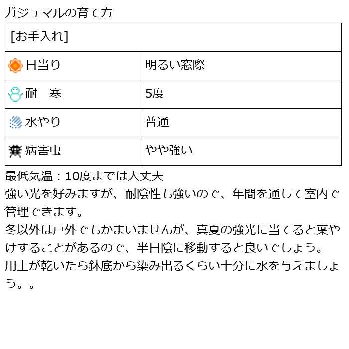 観葉植物 数量限定 パンダガジュマル マットポットホワイト