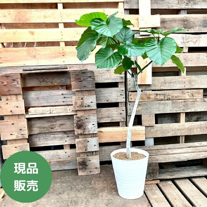 観葉植物現品販売
