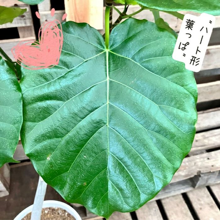 観葉植物現品販売