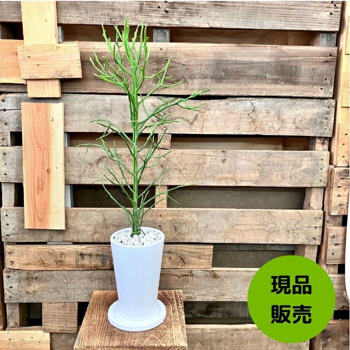 観葉植物現品販売