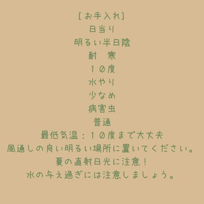 観葉植物現品販売