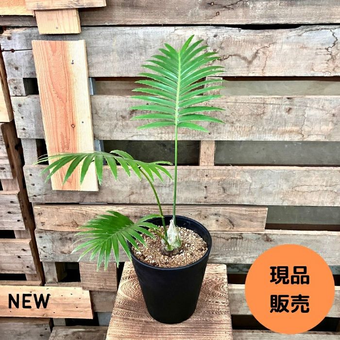 観葉植物現品販売