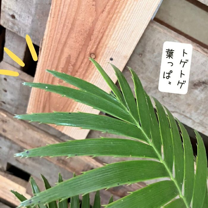 観葉植物現品販売