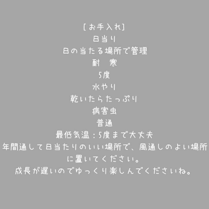 観葉植物現品販売