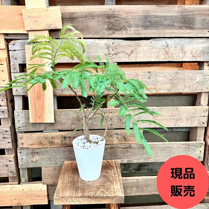 観葉植物現品販売