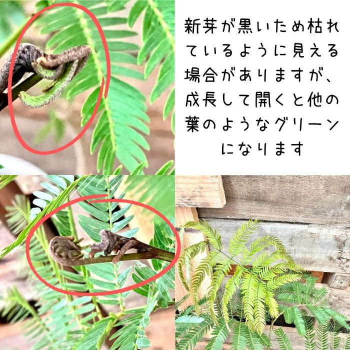 観葉植物現品販売