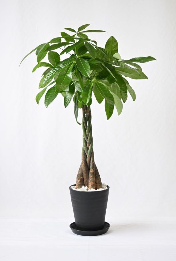 パキラ 7号 セラアート鉢 観葉植物 本物