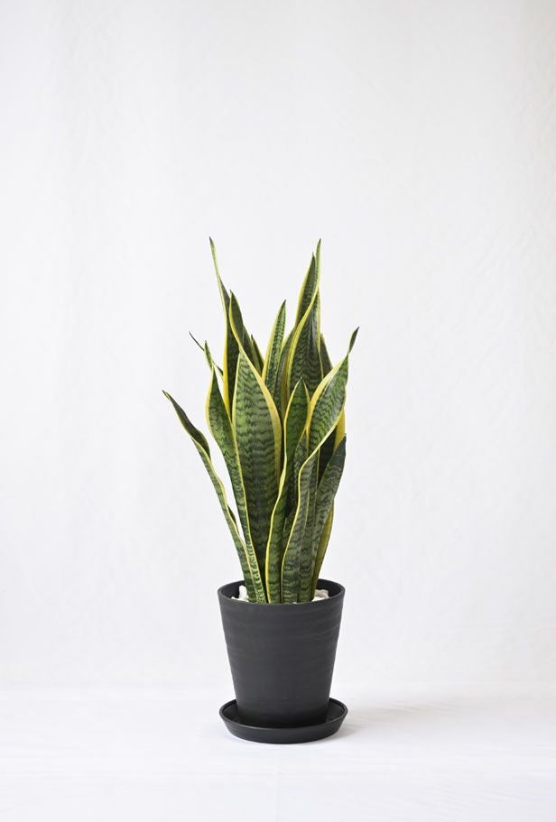 サンスベリア 7号 セラアート鉢 観葉植物 本物
