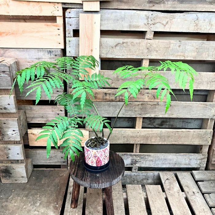 観葉植物現品販売