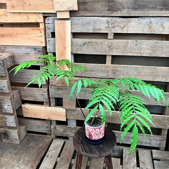 観葉植物現品販売