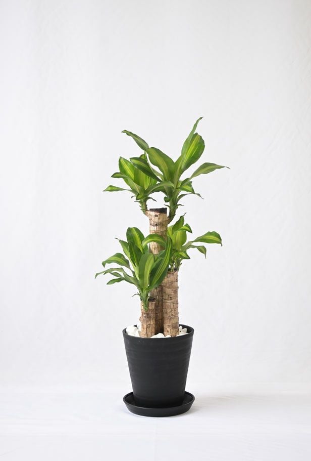 幸福の木 7号 セラアート鉢 観葉植物 本物