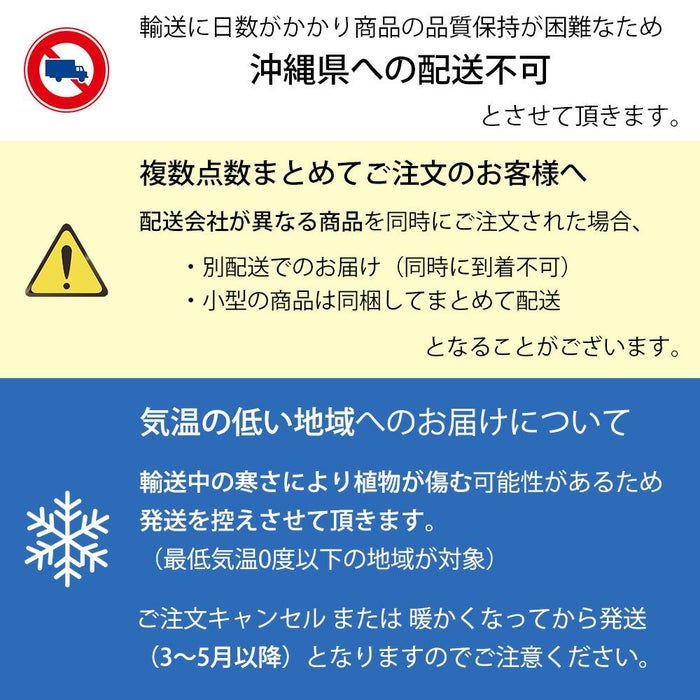 幸福の木 7号 セラアート鉢 観葉植物
