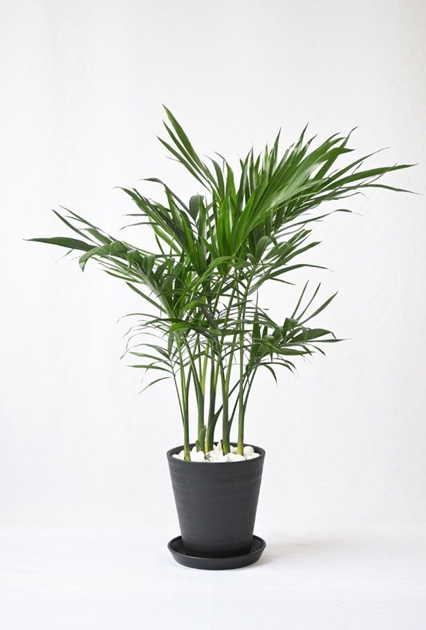 メキシコケンチャヤシ 7号 セラアート鉢 観葉植物 本物