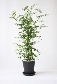 シルクジャスミン ゲッキツ 7号 セラアート鉢 観葉植物