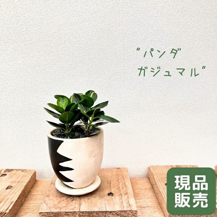 観葉植物現品販売
