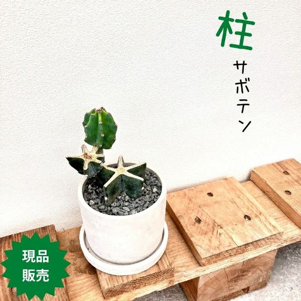 観葉植物【現品】柱サボテン ブランチ仕立て 000653 ミニ 観葉植物小さい